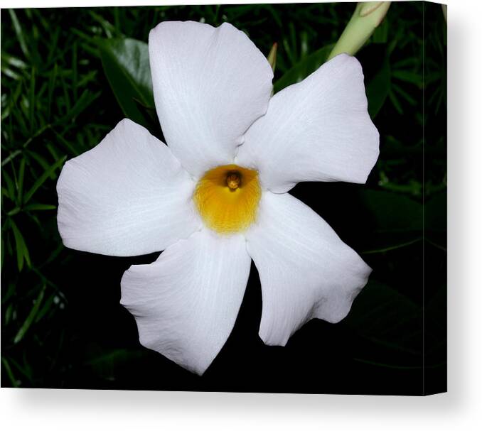 Nature Canvas Print featuring the photograph White Mandevilla by Robert Morin