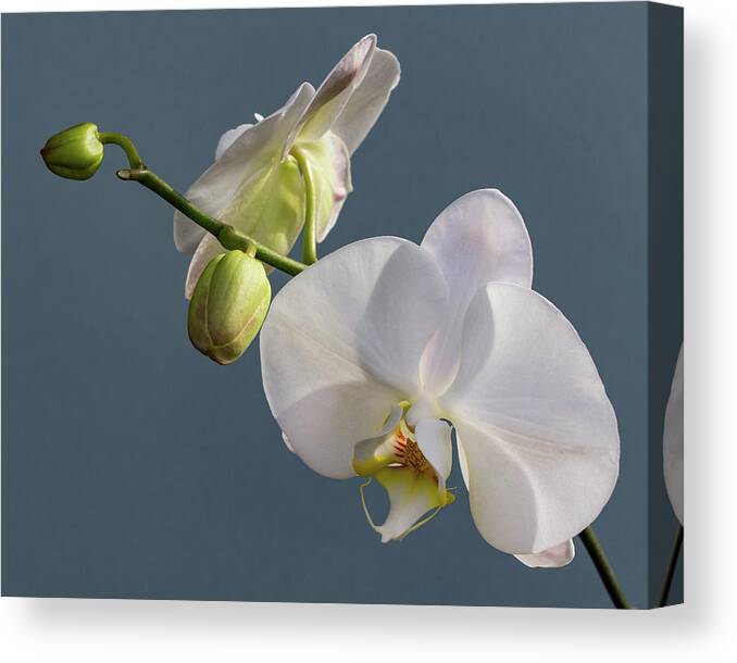 Orchids Canvas Print featuring the photograph White Orchid 0351 by Pamela S Eaton-Ford