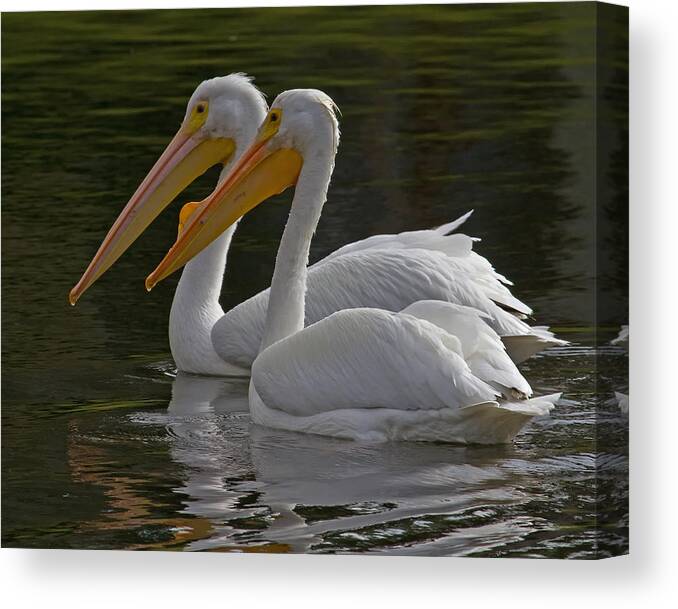 White Pelican Canvas Print featuring the photograph White Pelican Pair by Larry Linton