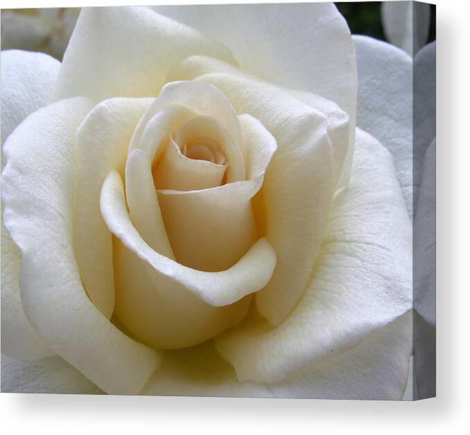Roses Canvas Print featuring the photograph White Rose by Amy Fose