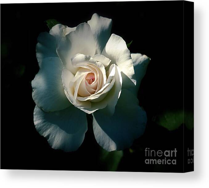 Flower Canvas Print featuring the photograph White Rose in the Shadows by Patricia Strand