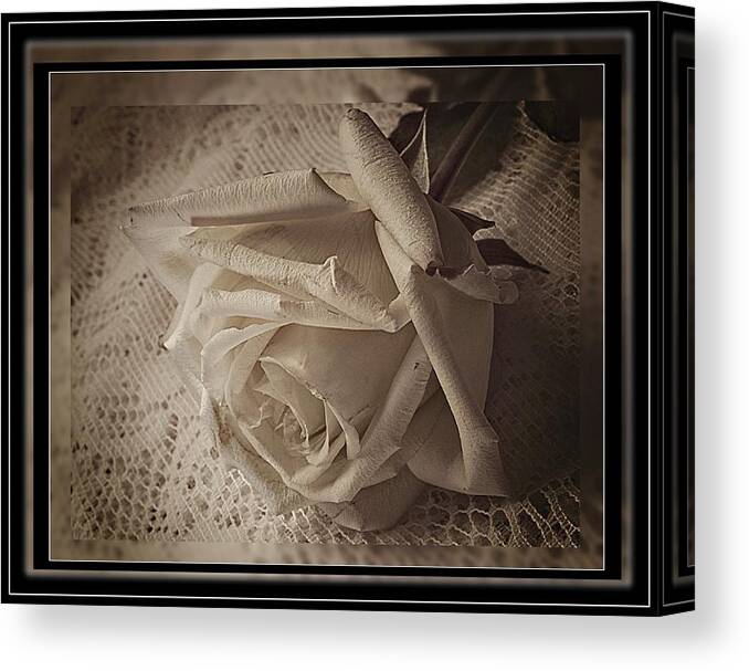 Rose Canvas Print featuring the photograph White Rose, White Lace by Phyllis Meinke