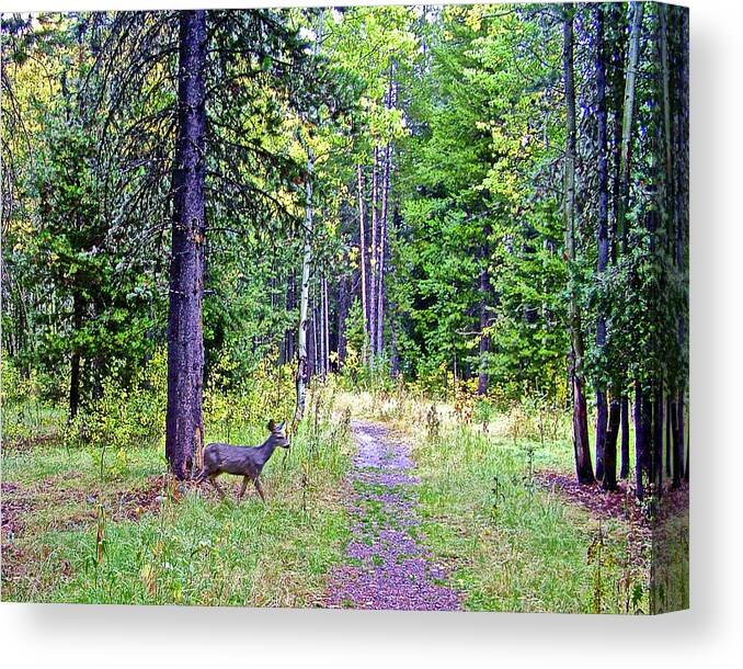 White-tailed Deer In Grand Tetons National Park Canvas Print featuring the photograph White-tailed Deer in Grand Tetons National Park, Wyoming by Ruth Hager