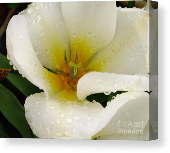 Floral Canvas Print featuring the photograph White Tulip by Scott Cameron