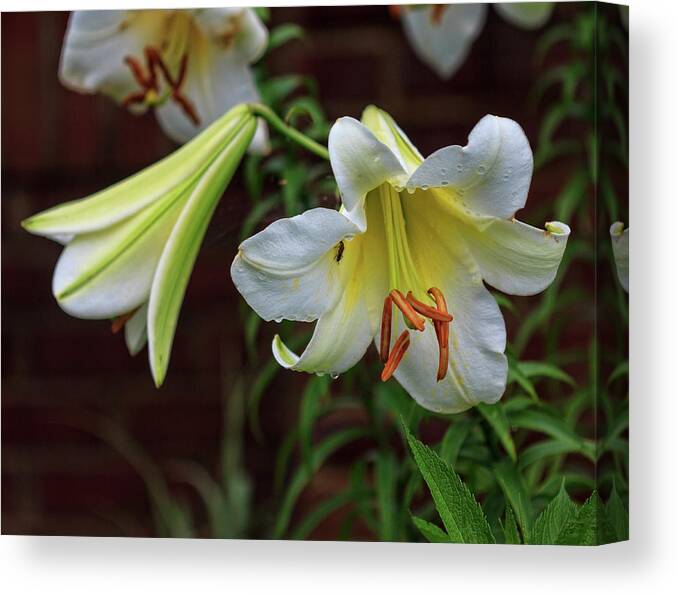 Lillies Canvas Print featuring the photograph Whites by Robert Pilkington