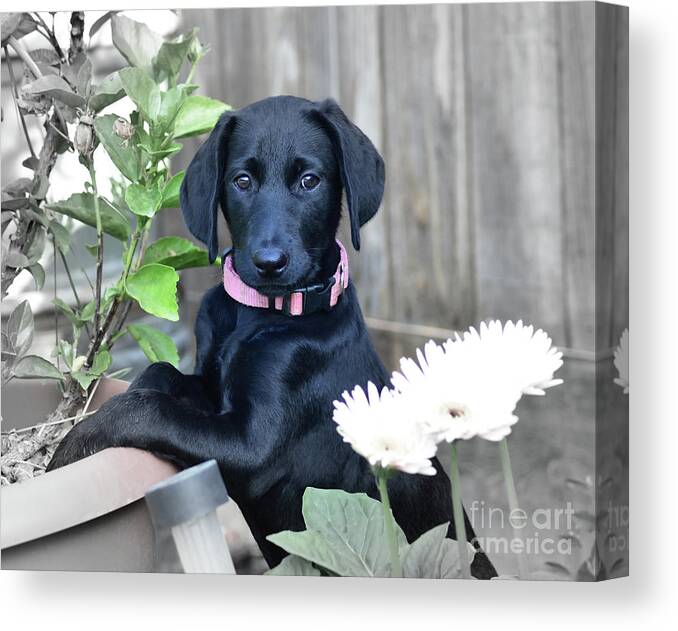 Puppy Canvas Print featuring the photograph Who Me by Debby Pueschel