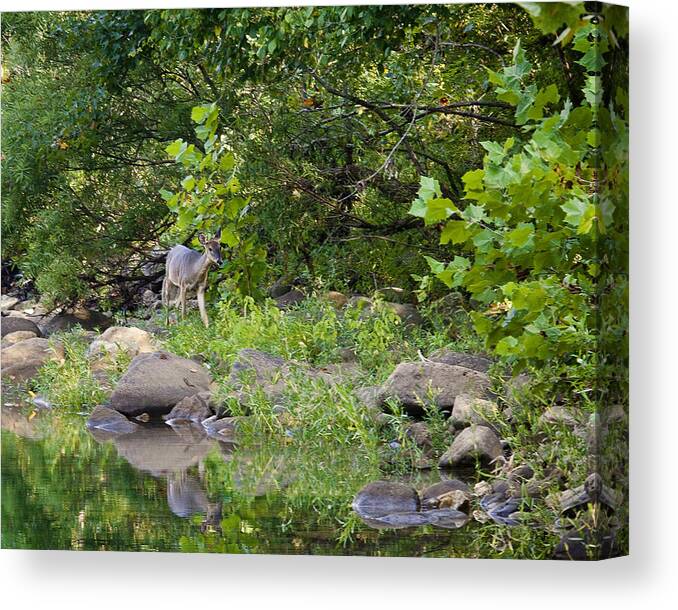 Whtietail Deer Canvas Print featuring the photograph Whtietail Deer Along the Buffalo River by Michael Dougherty