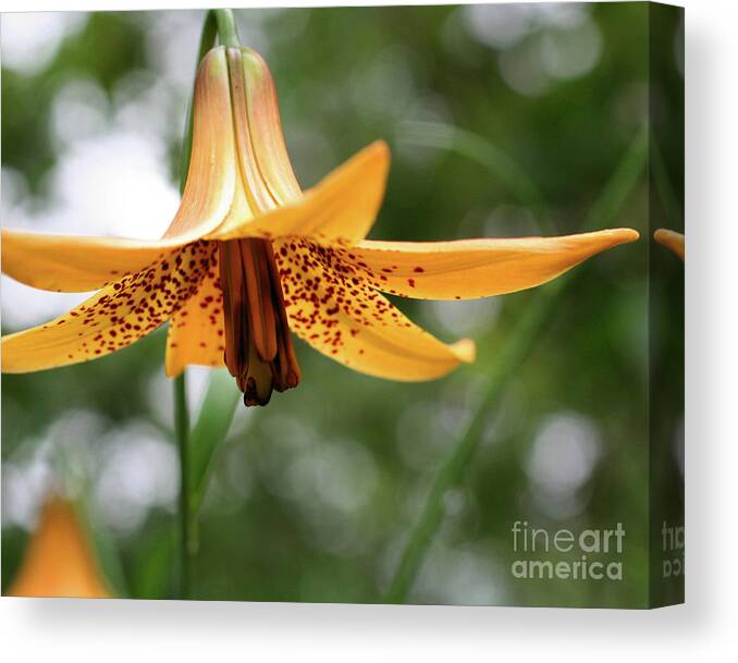 Flower Canvas Print featuring the photograph Wild Canadian Lily by Smilin Eyes Treasures