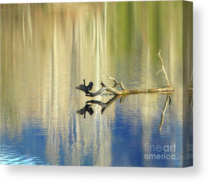 Cormorant Canvas Print featuring the photograph Wingin' It by Michelle Twohig