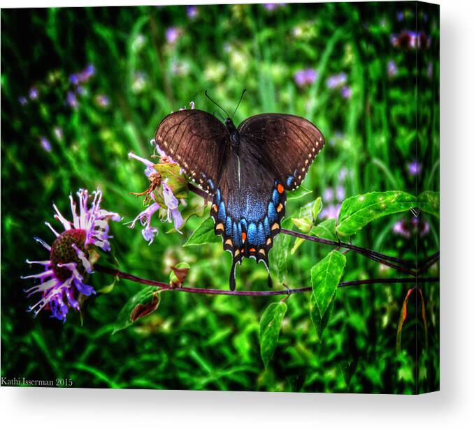 Spice Bush Swallowtail Canvas Print featuring the photograph Wings of Fancy by Kathi Isserman