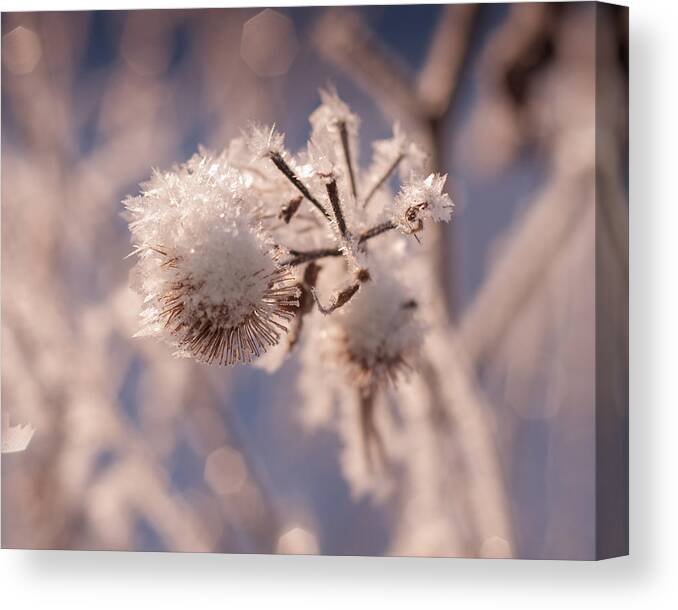 Frost Canvas Print featuring the photograph Winter Frost by Miguel Winterpacht