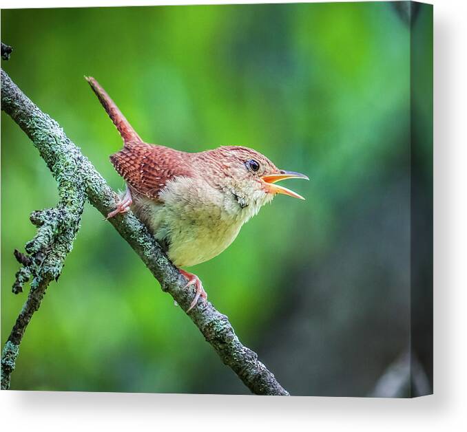 Winter Wrens Canvas Print featuring the photograph Winter Wrens Bird by Lilia D