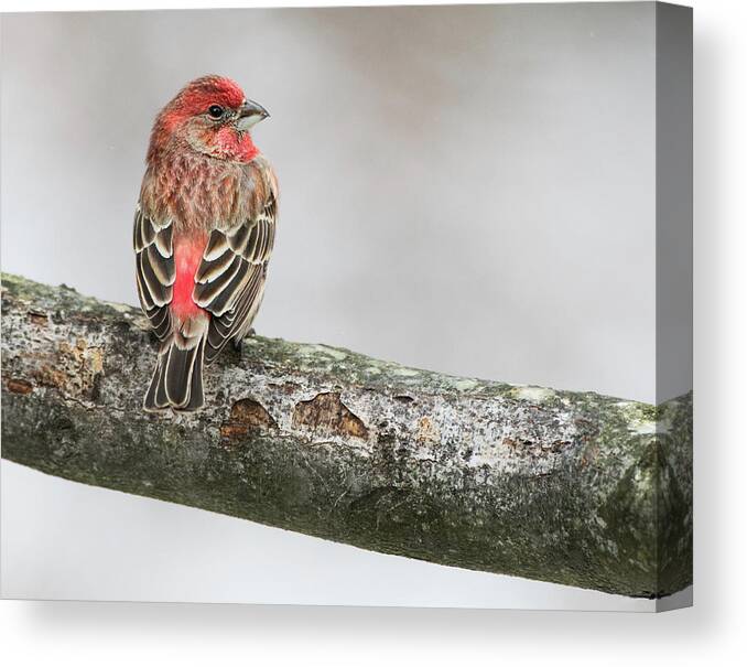 Bird Canvas Print featuring the photograph Winter Glance by Art Cole