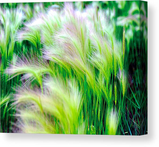 Green Canvas Print featuring the photograph Wispy Green by Richard Gehlbach