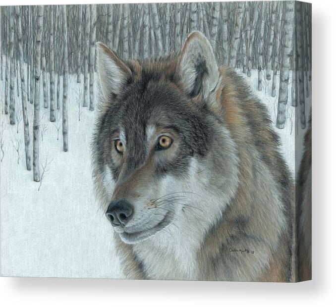 Wolf Canvas Print featuring the drawing Wolf in Aspens by Carla Kurt