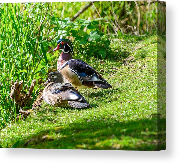 Wood Ducks Canvas Print featuring the photograph Wood Duck Pair by Jerry Cahill
