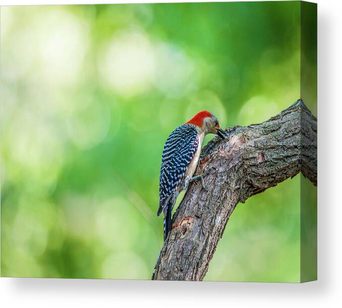 Bird Canvas Print featuring the photograph Woody by Cathy Kovarik