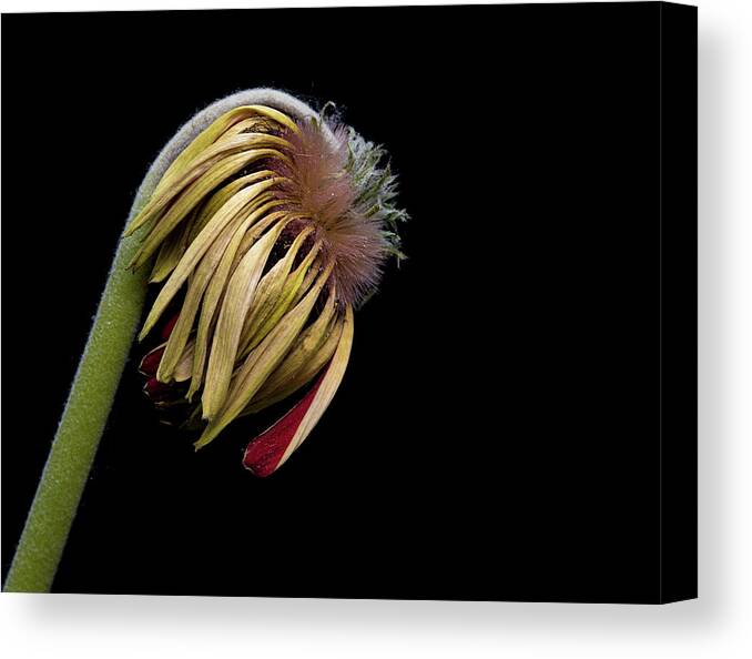 Wither Flower Canvas Print featuring the photograph Yellow dahlia Flower by Michalakis Ppalis
