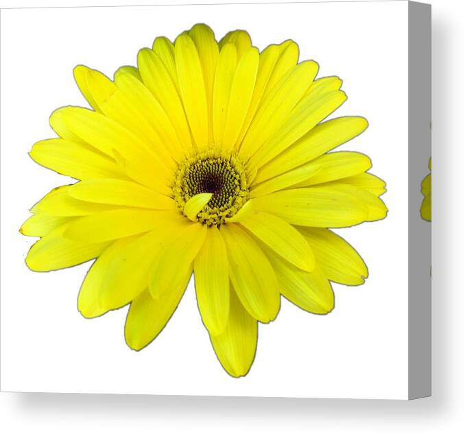 Yellow Canvas Print featuring the photograph Yellow Daisy Flower by Delynn Addams by Delynn Addams
