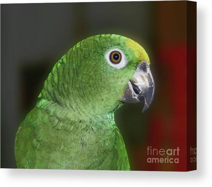 Parrot Canvas Print featuring the photograph Yellow Naped Amazon Parrot by Smilin Eyes Treasures