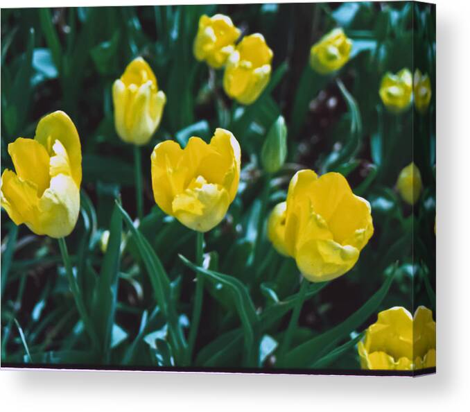 Film Canvas Print featuring the photograph Yellow Tulips--Film Image by Matthew Bamberg