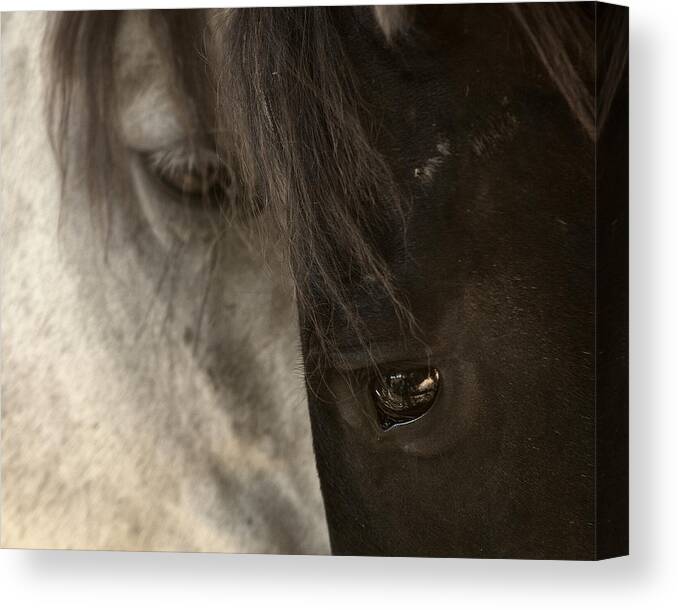 Horse Canvas Print featuring the photograph Ying and Yang by Ron McGinnis