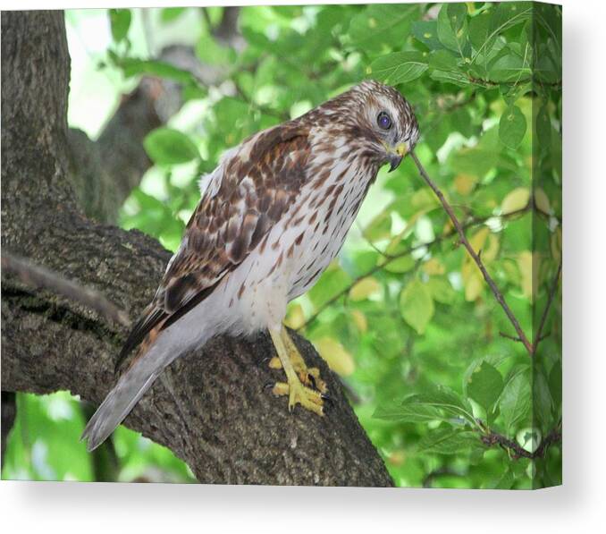 Red Shouldered Hawk Canvas Print featuring the photograph Young Red Shouldered by Sonja Jones