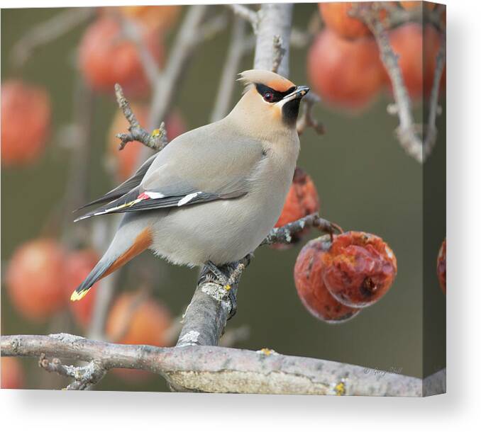 Nature Canvas Print featuring the photograph Yummy Where To Begin by Gerry Sibell