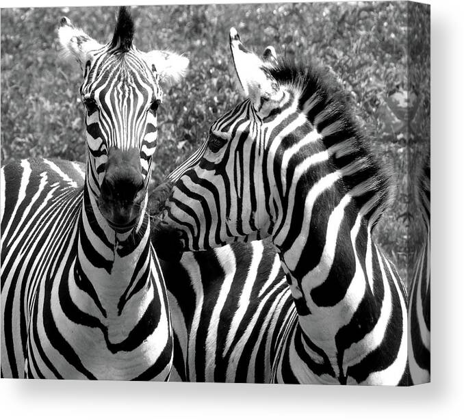 Animal Canvas Print featuring the photograph Zebras in black and white by Susan Lafleur