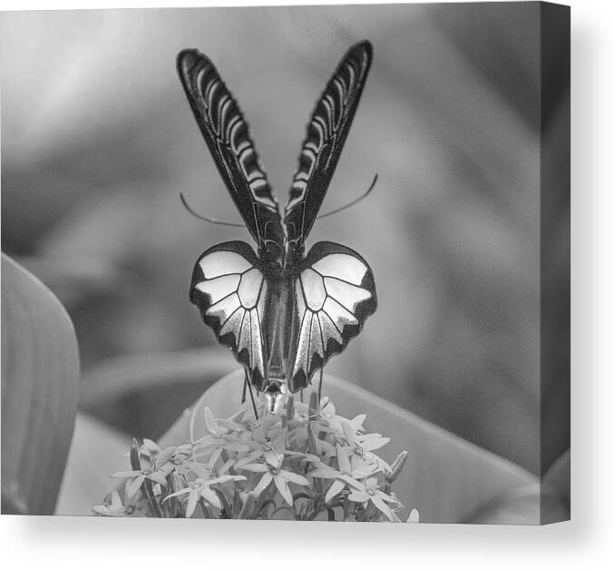 Disk1215 Canvas Print featuring the photograph Birdwing Butterfly #1 by Tim Fitzharris