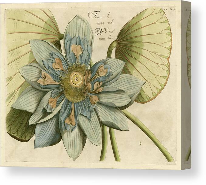 Botanical & Floral Canvas Print featuring the painting Blue Lotus Flower I #1 by Vision Studio