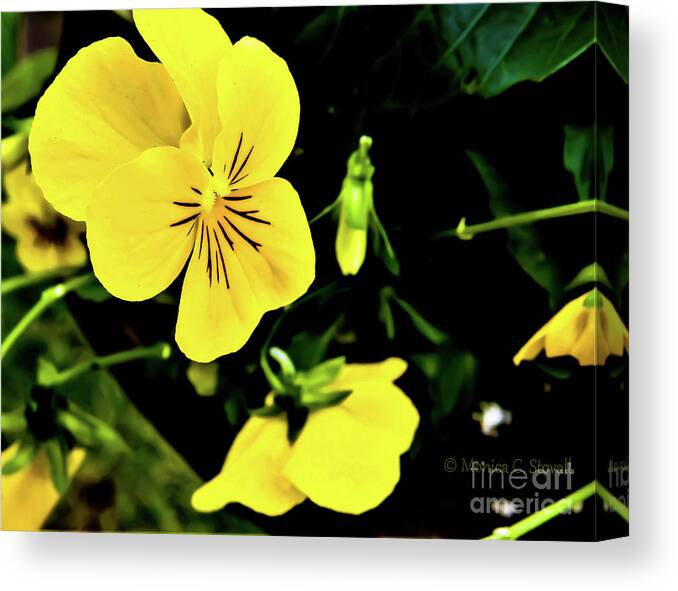 Yellow Flowers Canvas Print featuring the photograph Flowers Hanging No. HGF17 #1 by Monica C Stovall