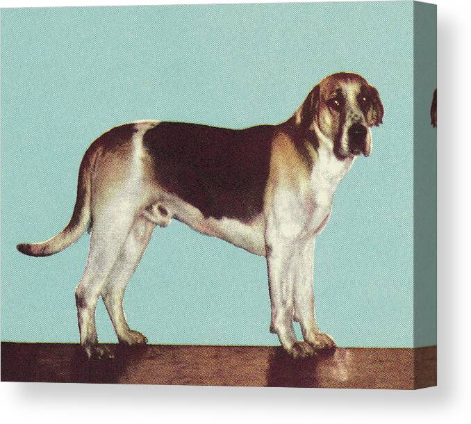 Animal Canvas Print featuring the drawing Hound Dog by CSA Images