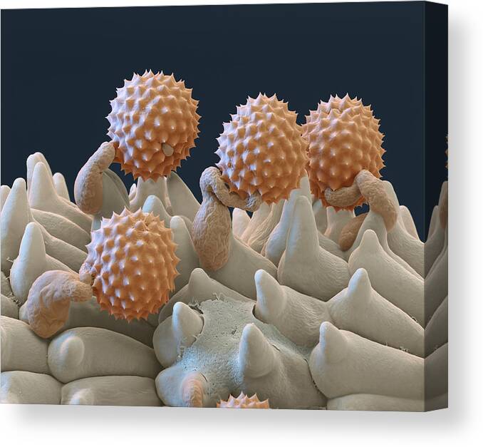 Ambrosia Canvas Print featuring the photograph Pollen And Pollen Tubes, Sem by Oliver Meckes EYE OF SCIENCE