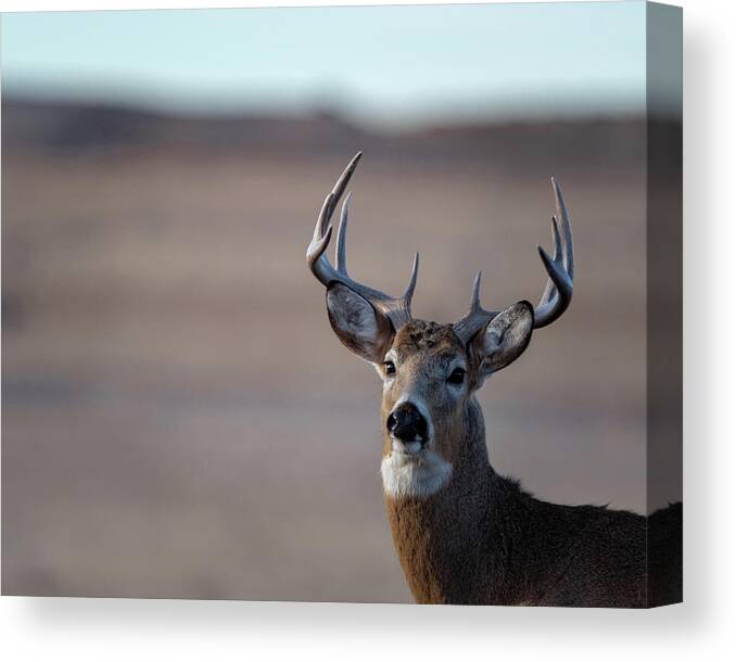 Deer Canvas Print featuring the photograph Rocky Mountain Deer #1 by Philip Rodgers