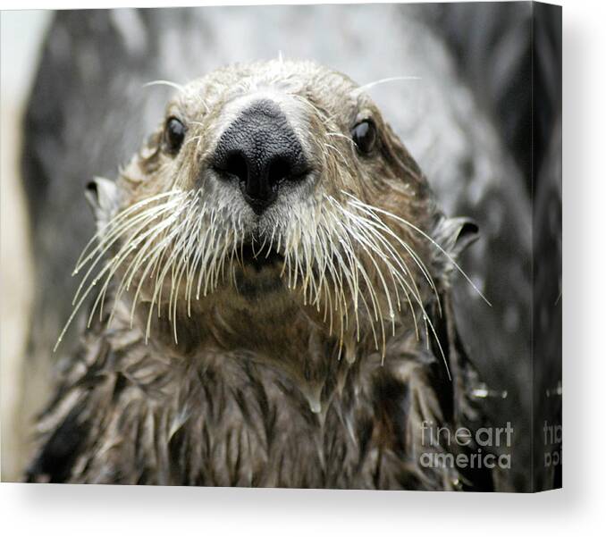 Denise Bruchman Canvas Print featuring the photograph Sea Otter Face by Denise Bruchman