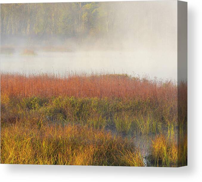 Agua Canvas Print featuring the photograph USA, New Jersey, Pine Barrens #1 by Jaynes Gallery