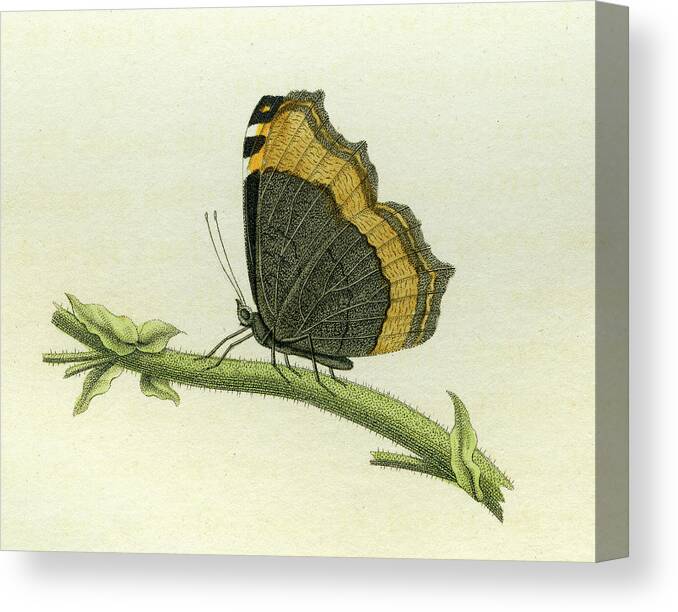 Entomology Canvas Print featuring the mixed media Vanessa furcillata detail by W W Wood
