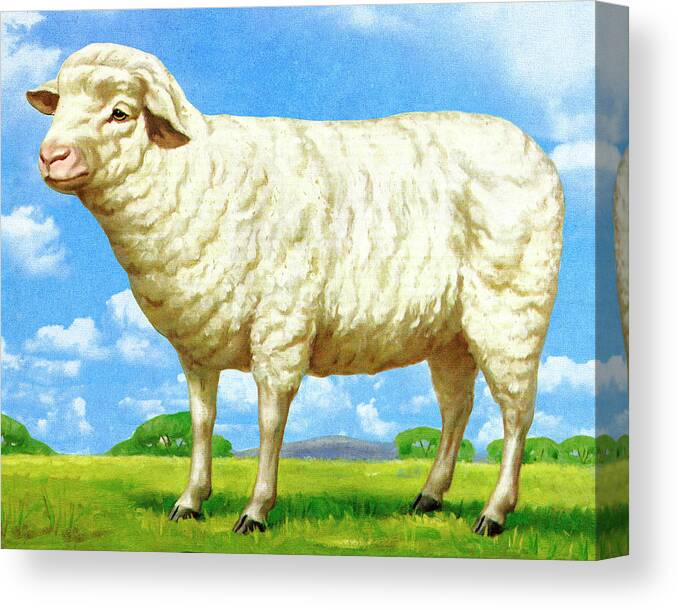 Agriculture Canvas Print featuring the drawing Sheep by CSA Images