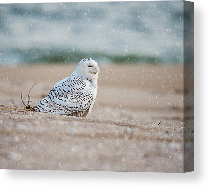 Snowy Owl Canvas Print featuring the photograph Snowy Owl #3 by Cathy Kovarik