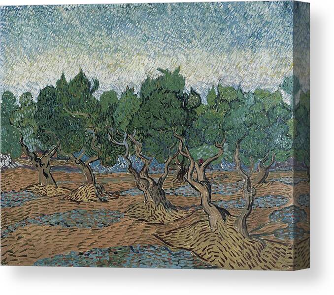 Olive Grove Canvas Print featuring the painting Olive Grove by Vincent Van Gogh