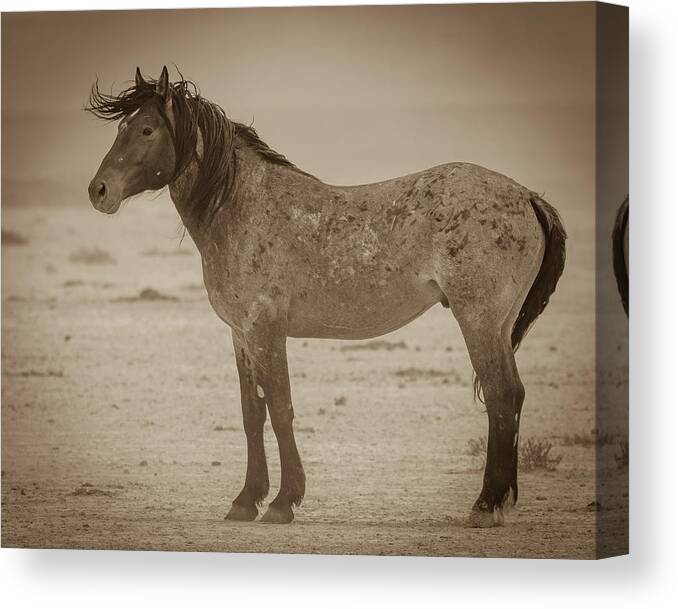 Wild Horse Canvas Print featuring the photograph Against the Wind by Mary Hone