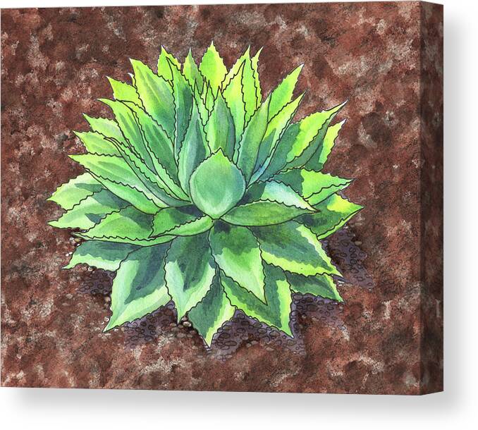 Succulent Canvas Print featuring the painting Agave Ovatifolia Succulent Plant Garden Watercolor by Irina Sztukowski
