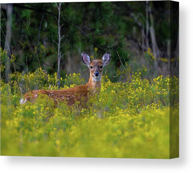 Wildlife Canvas Print featuring the photograph Alert Fawn by Cathy Kovarik
