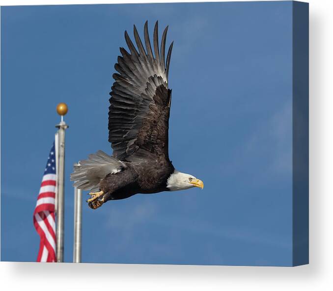 Raptor Canvas Print featuring the photograph American Bald Eagle with Flag by Rick Mosher