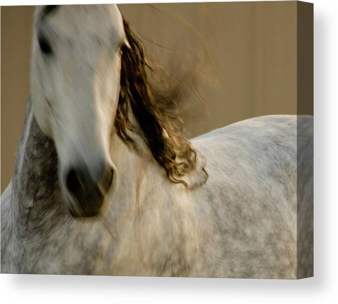 Andalusia Canvas Print featuring the photograph Americano 1 by Catherine Sobredo