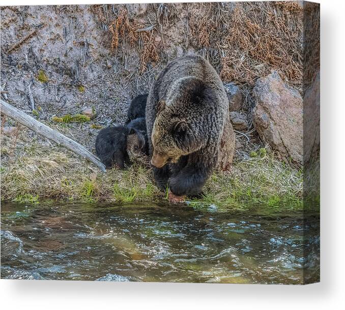 Bear Canvas Print featuring the photograph And One Day You Will Swim by Yeates Photography