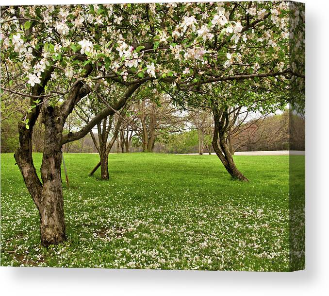 Spring Canvas Print featuring the photograph Apple Orchard by Minnie Gallman