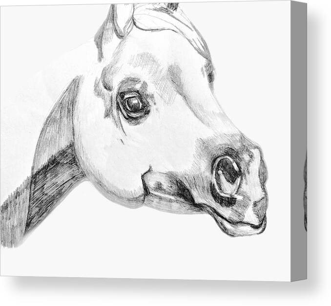 Horse Canvas Print featuring the drawing Arabian Horse by Equus Artisan