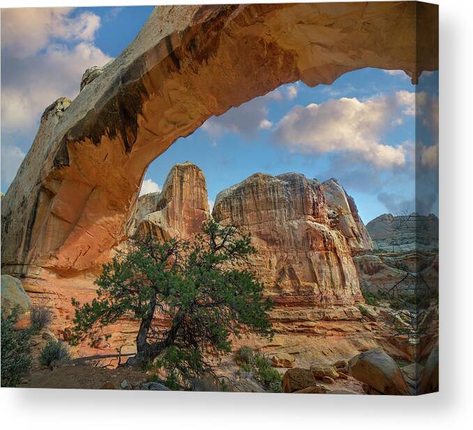 00567613 Canvas Print featuring the photograph Arch, Hickman Bridge, Capitol Reef National Park, Utah by Tim Fitzharris